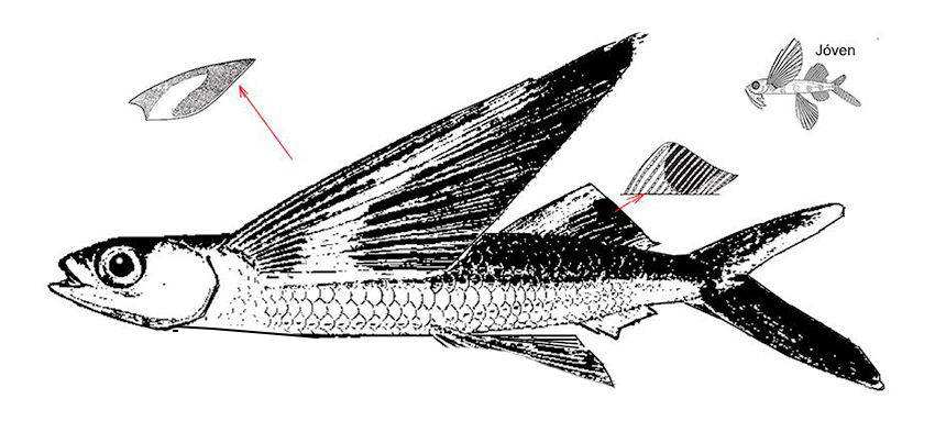 Cheilopogon exsiliens_01.jpg